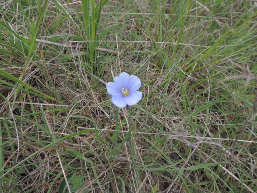 Linum alpinum